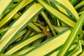 Obraz premium hunter