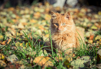 Red domestic tomcat among the grass and leaves