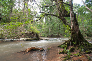 wild river in Tropical rain forest with green trees