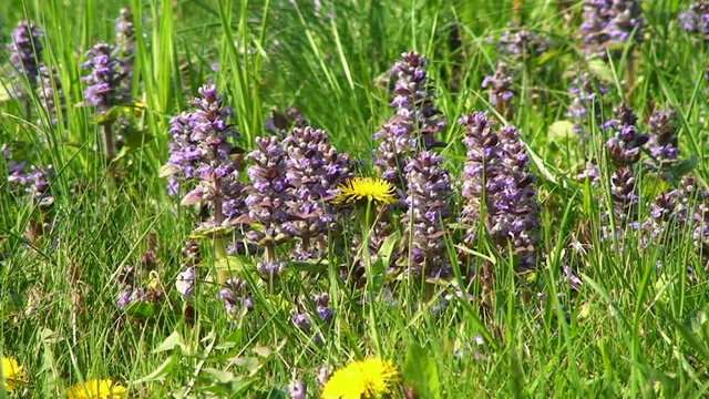 Bienen und Hummeln - reges Treiben rund um G&uuml;nsel und L&ouml;wenzahn