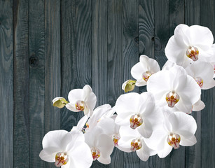 White orchid on background of shabby wooden planks