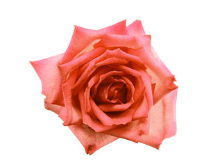 Beautiful Peach rose isolated on white background