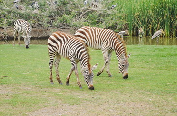 Fototapeta na wymiar zebra feeding grass on ground in field
