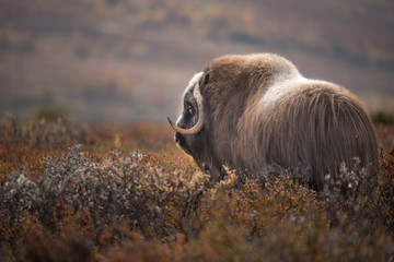 Musk ox Dovre Norway