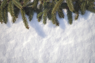 Top view of branches of spruce and pine with cones in the snow