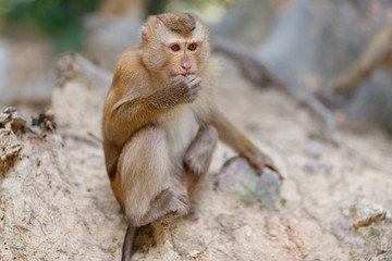 monkeys in the southern of Thailand