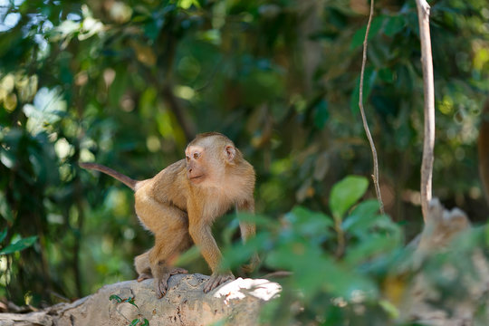 monkeys in the southern of Thailand