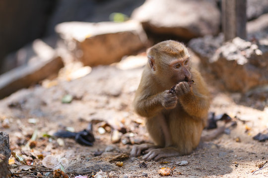 monkeys in the southern of Thailand