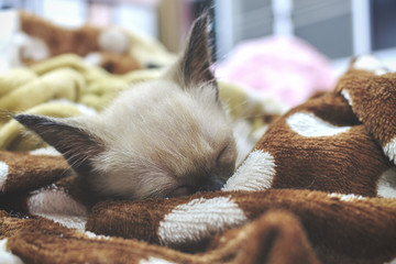 Wichian Mat cats, Felis catus, Siamese Cat. Sleeping little kittens in the room filled with over light and use a soft focus. vintage tone