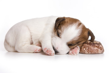 Puppy Dog Jack Russell Terrier sleeping (isolated on white)