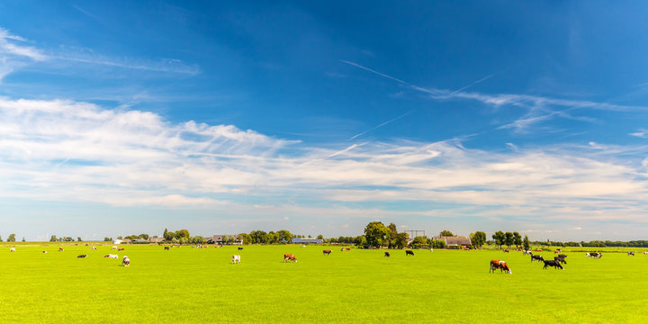 Panoramic image of Dutch cows in front of farm buildings