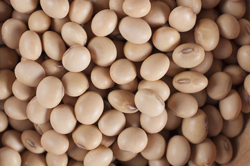 soy beans close up isolated on white background