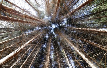 Obraz premium high trunks of trees in pristine pine forest, pine and beech tre