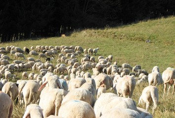 flock with many sheep grazing
