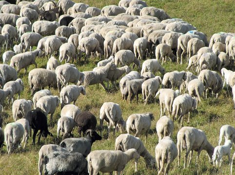 flock with many sheep grazing