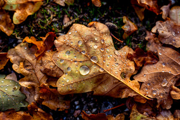 Waterdrops on Leavesat Sunset
