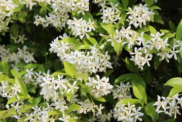 Jasmine plant with many white flowers in spring