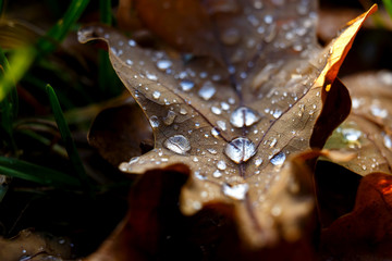Fototapeta premium Waterdrops on Leavesat Sunset