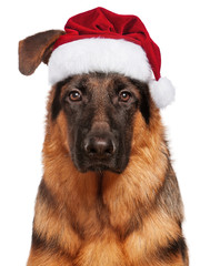 Portrait of German Shepherd puppy, 5 months old in red Christmas Santa hat. Cute dog dressed as Santa Claus looking at camera. Christmas doggy, isolated on white background.