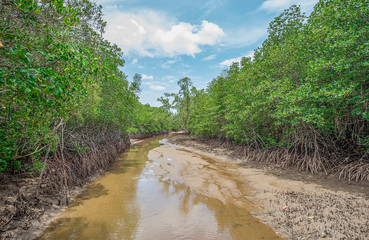 Mangrove and Roots, Janthaburi Province, Thailand