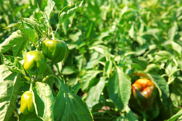 Fresh peppers ready for harvest in field
