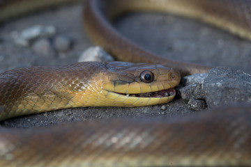 Brown snake on asphalt road