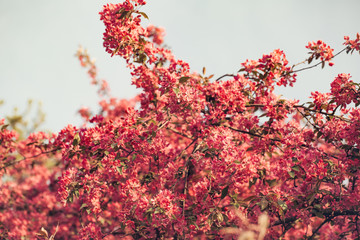 Pink flowers blossom on branches
