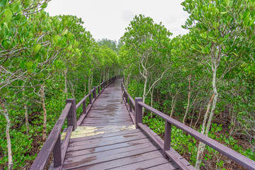 Fototapeta na wymiar Wooden walkway in mangrove forest