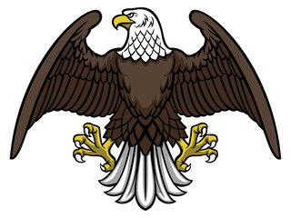 Obraz premium bald eagle spread the wing