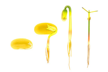 Lifecycle germination bean on white for education