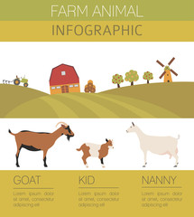 Goat farming infographic template. Animall family. Flat design
