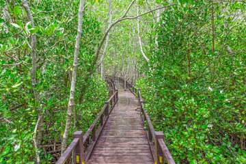 Obraz premium Wooden walkway in mangrove forest