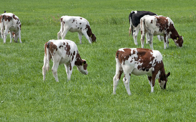 Fototapeta na wymiar Grazing cows in Dutch meadow. Dairy farm Netherlands. 