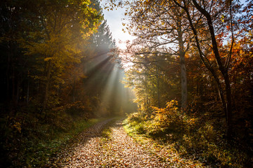 Obraz premium Sunrays in Forest at Autumn Time