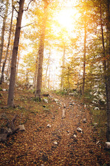 Autumn trees in the forest