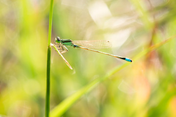 Small dragonfly