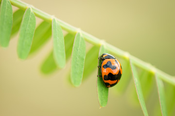 ladybug