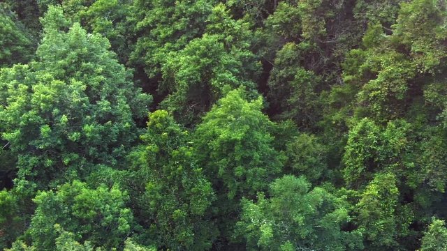 Aerial view of tree canopy of rain forest at Jamison Valley at the Blue Mountains in New South Wales, Australia.