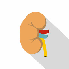 Kidney icon. Flat illustration of kidney vector icon for web