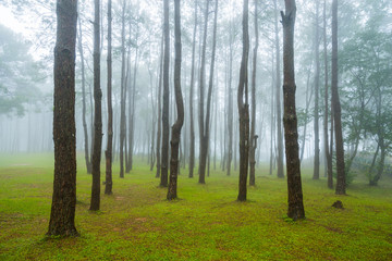 misty forest of pines  in morning
