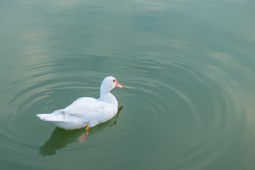 White duck in the lake