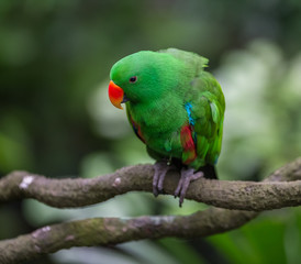 Fototapeta na wymiar Green male Eklektus parrot with a two-color beak sitting on a branch leaning slightly (Singapore)