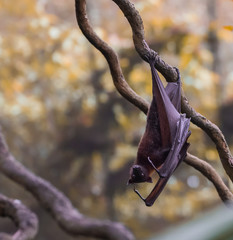 Cute fluffy bat hanging upside down on a branch on a yellow-brown background (Singapore)