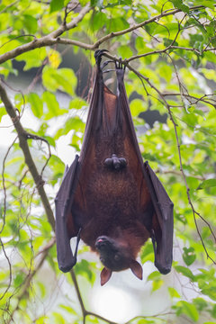 Cute male bat hanging upside down on a branch, and sticks out his tongue against the background of green leaves (Singapore)
