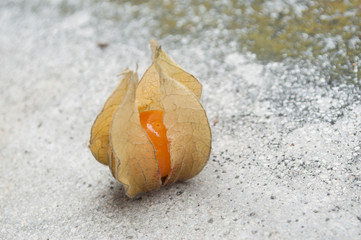 physalis sur fond en pierre