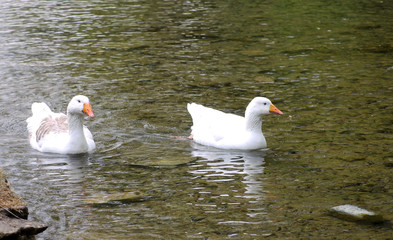 geese on the water