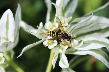 osa na kwiatku © Robert