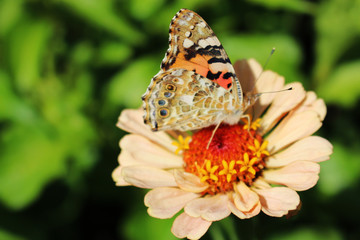 motyl na kwiatku © Robert