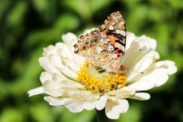 motyl na kwiatku © Robert