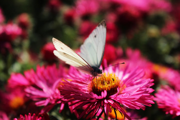 motyl na kwiatku © Robert